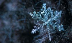 Featured image of post JavaScript  飞雪特效