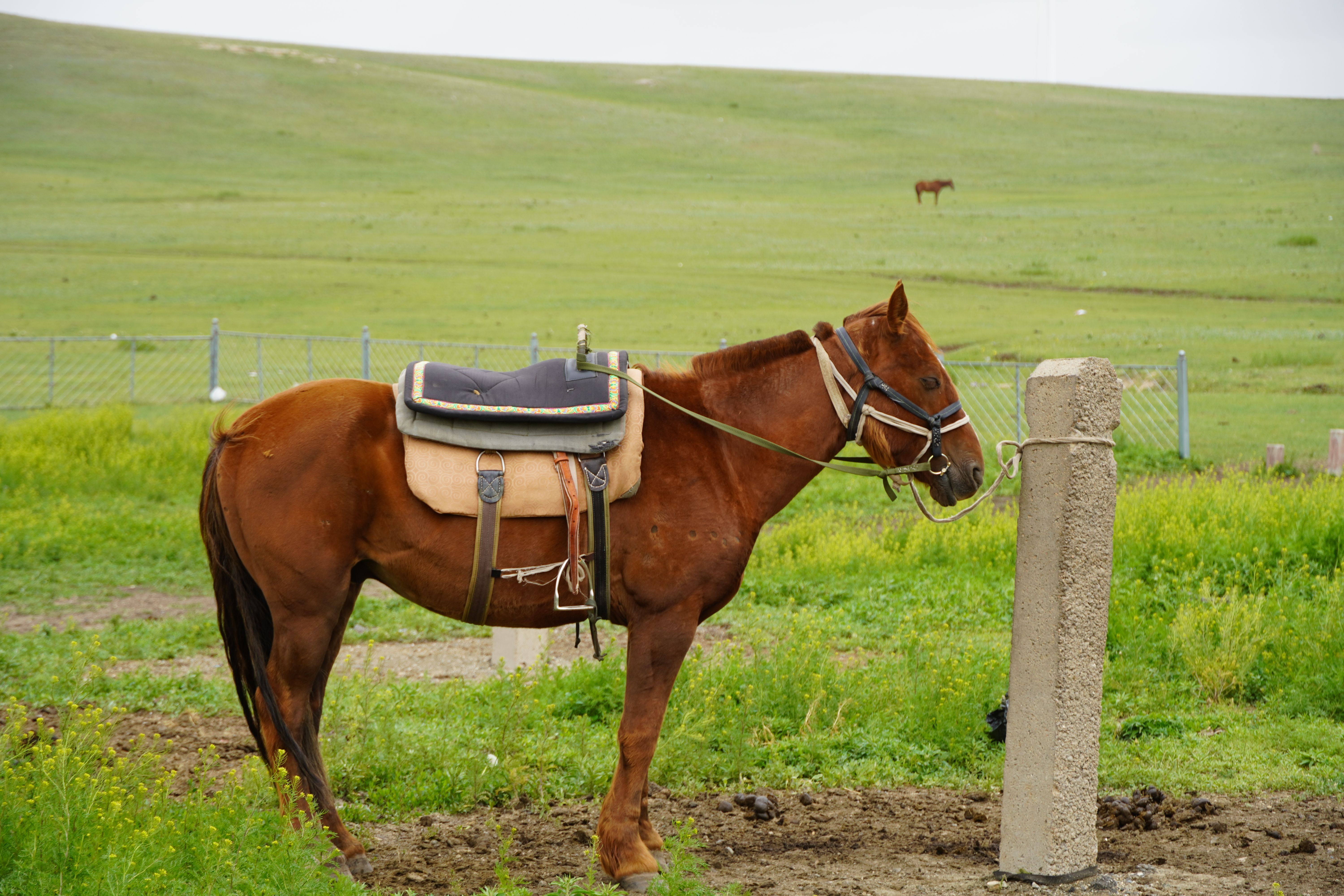乌兰察布·草原
